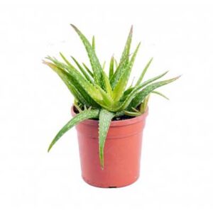 Aloe vera - Green